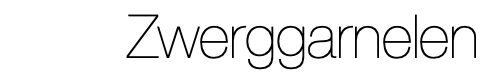 Zwerggarnelen